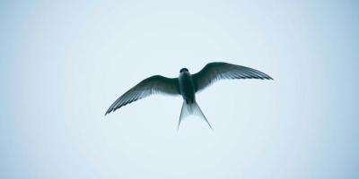 Які свята відзначає світ 26 квітня: що не можна робити цього дня Які свята відзначає світ 26 квітня: що не можна робити цього дня