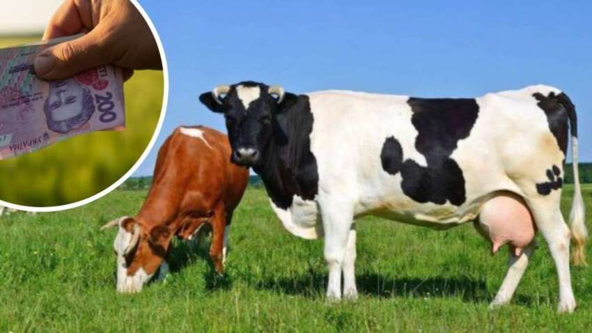 Деньги за гектар и скот: фермерам пообещали новые дотации в 2026 году