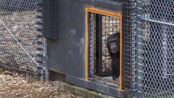 Во Франции «добрый» шимпанзе откусил руку смотрителю зоопарка