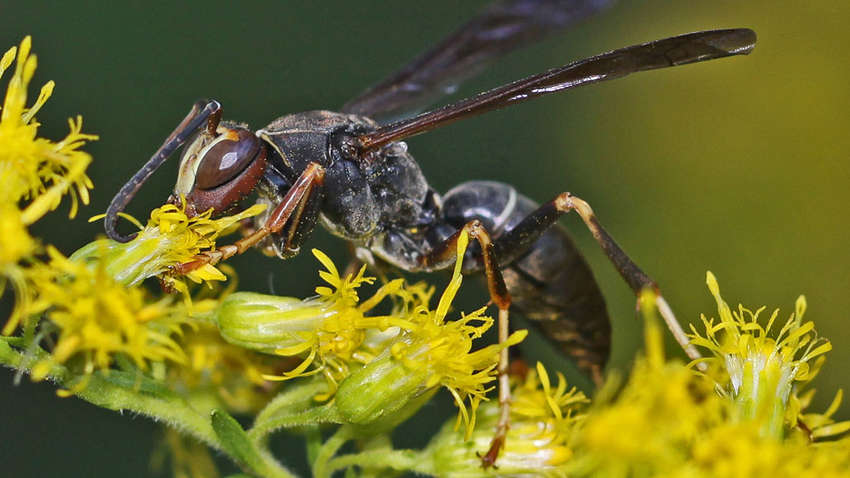 Ученые рассказали об уникальности строения мозга у пчел 