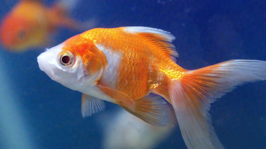 Медики видалили пухлину золотій рибці 