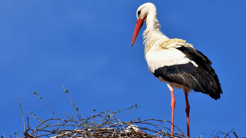 Церковный праздник 19 марта: что в этот день предвещает удачный год