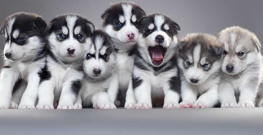 Замість нових улюбленців — штрафи: в Україні хочуть заборонити розведення тварин Замість нових улюбленців — штрафи: в Україні хочуть заборонити розведення тварин