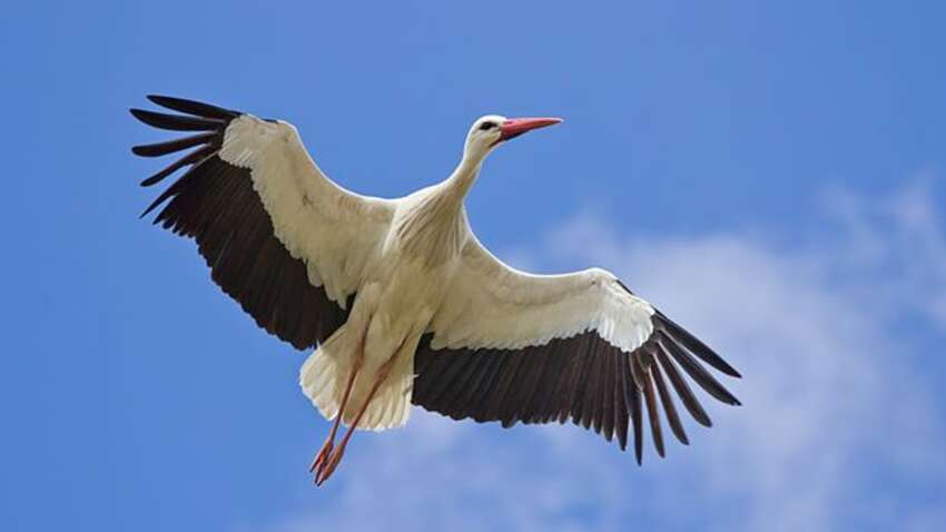 Звідки лелеки прилітають до України: орнітолог пояснив, де знаходиться вирій