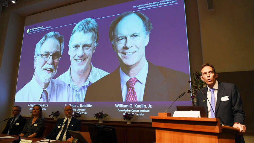 Нобелівська премія з медицини 2019: вчені вивчили адаптацію клітин до нестачі кисню
