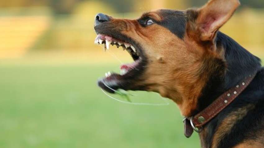 Ученые объяснили, почему собаки лают на машины, мотоциклы и велосипеды