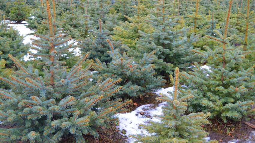  Началась продажа елок: сколько стоит новогоднее деревце в разных городах