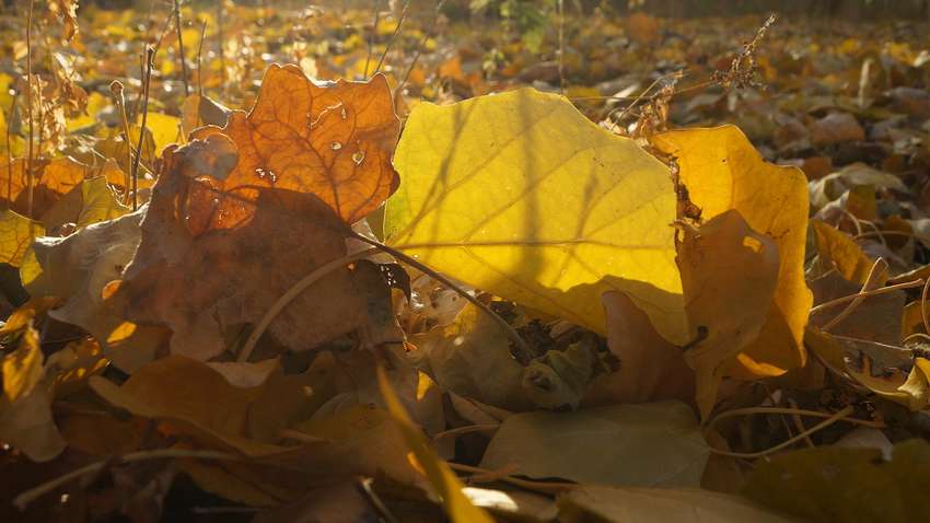 Погода в Украине: где похолодает сильнее всего Погода в Украине: где похолодает сильнее всего