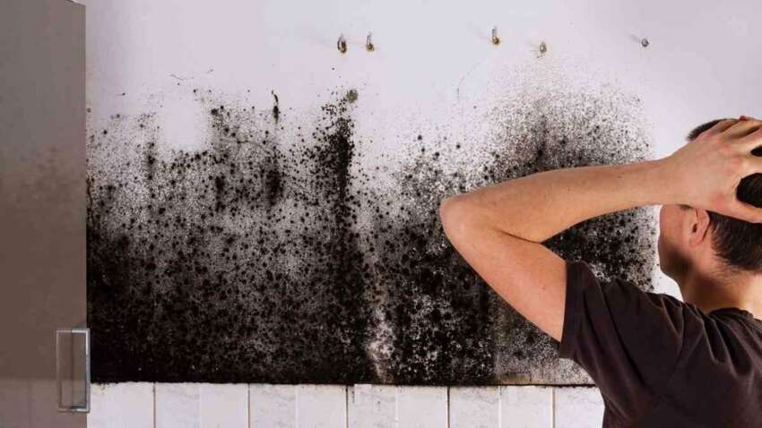 Эти народные средства эффективно устраняют конденсат и плесень: в чем секрет