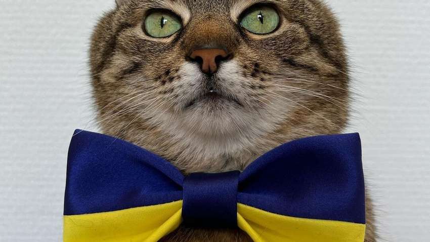Самый известный кот мира приехал в Украину