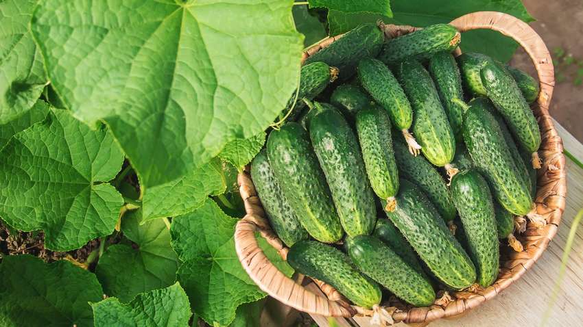 В Україні ціни на огірки досягли 5-річного максимуму: яка вартість овоча В Україні ціни на огірки досягли 5-річного максимуму: яка вартість овоча