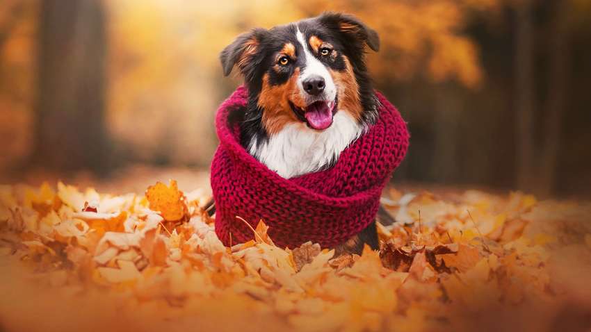 В Україні знову похолодає і пройдуть дощі