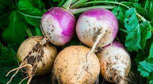 Ему нет равных: этот овощ эффективно очищает ваш организм от шлаков Ему нет равных: этот овощ эффективно очищает ваш организм от шлаков