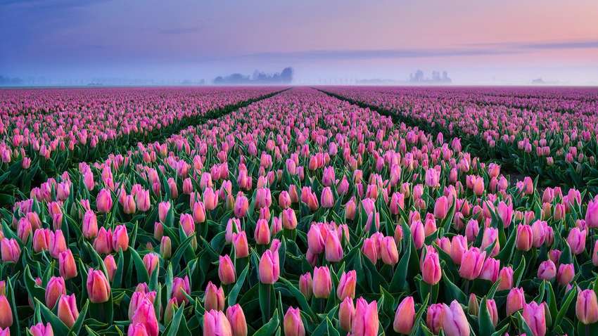 "Коронавірус в Нідерландах": фермери знищили 140 млн тюльпанів, щоб відвадити туристів 