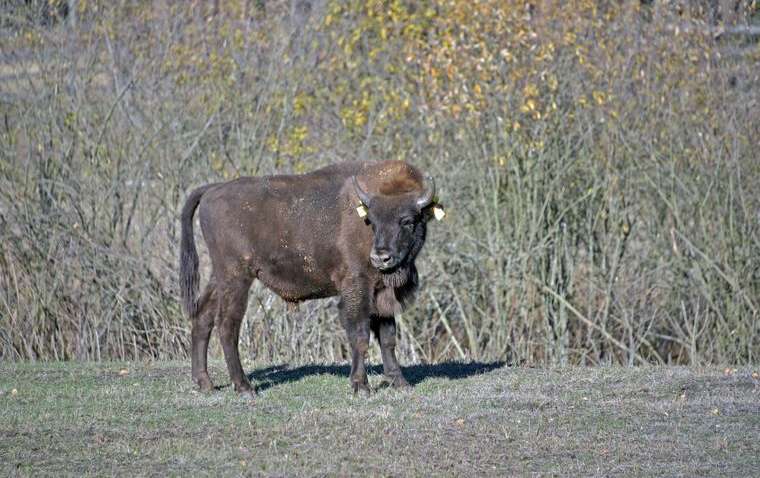Київський зоопарк випустив в ліс зубра