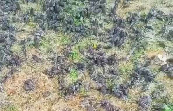 На Балі виявили сотні трупів через складні погодні умови