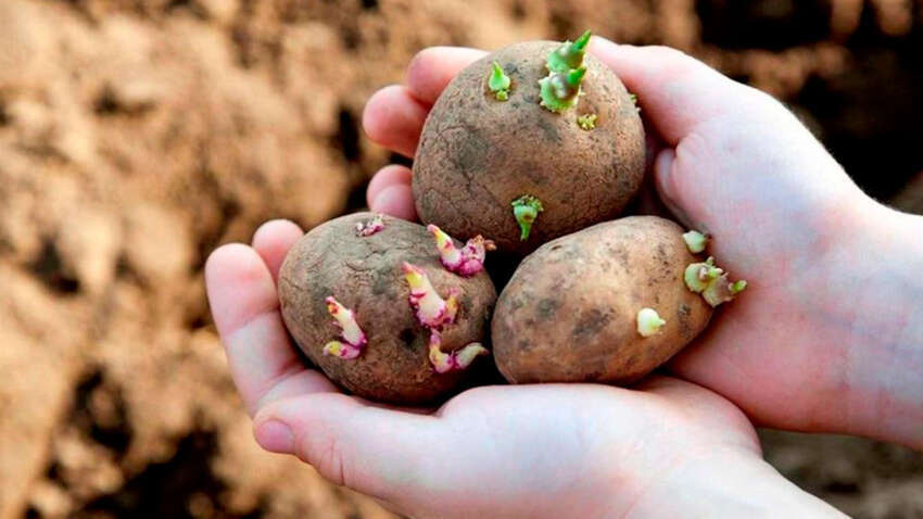 Не спешите сажать: когда доставать картошку из погреба, чтобы не потерять урожай