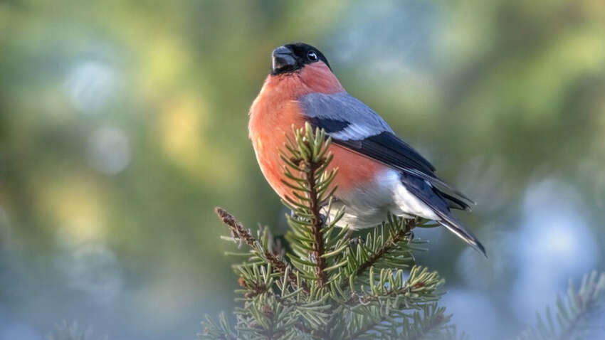 Церковне свято 12 лютого: що не можна розпочинати цього дня