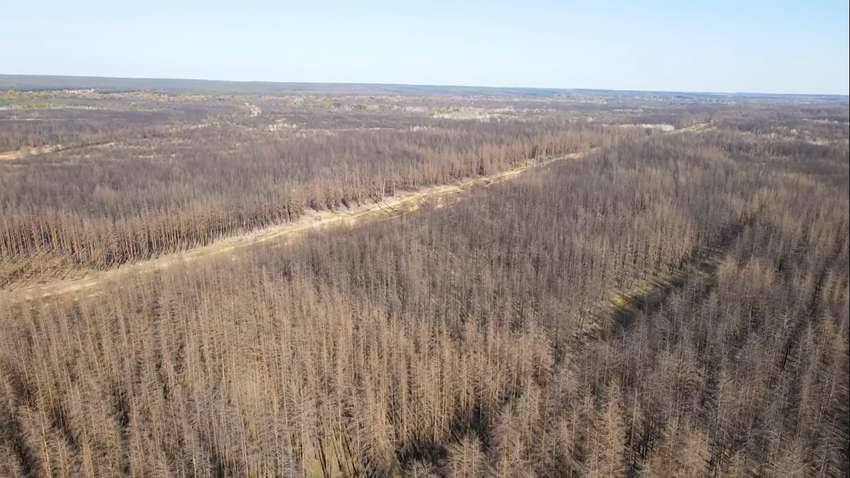 Журналист: баннер президента о высадке деревьев на фоне сгоревшего леса выглядит как издевательство Журналист: баннер президента о высадке деревьев на фоне сгоревшего леса выглядит как издевательство