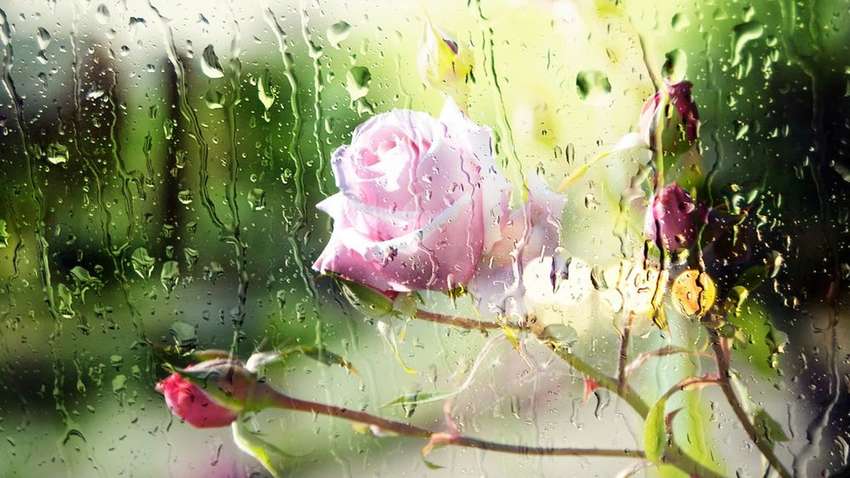 Украину зальет дождями: прогноз Укргидрометцентра 