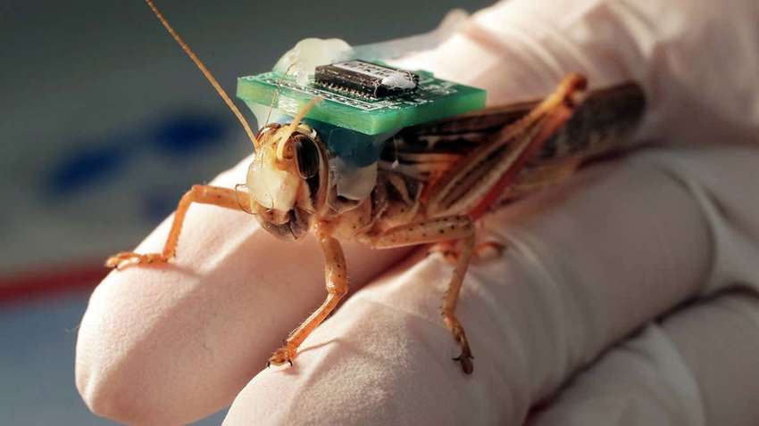 У США коників навчили знаходити вибухівку