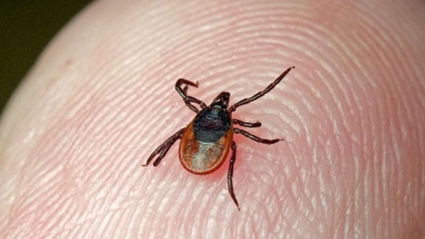 Забудете об укусах: украинцам назвали простой и дешевый способ защиты от клещей и комаров