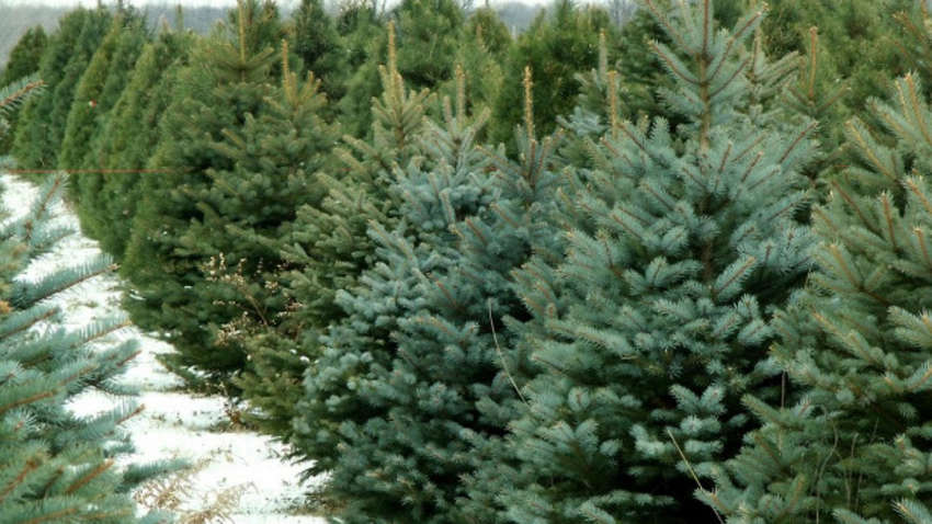 Ялинки обробляють розчином з неприємним запахом: навіщо це роблять Ялинки обробляють розчином з неприємним запахом: навіщо це роблять