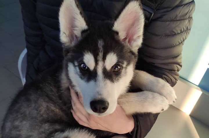 Свесила за задние лапы с окна 7 этажа: в Житомире женщина издевалась над щенком