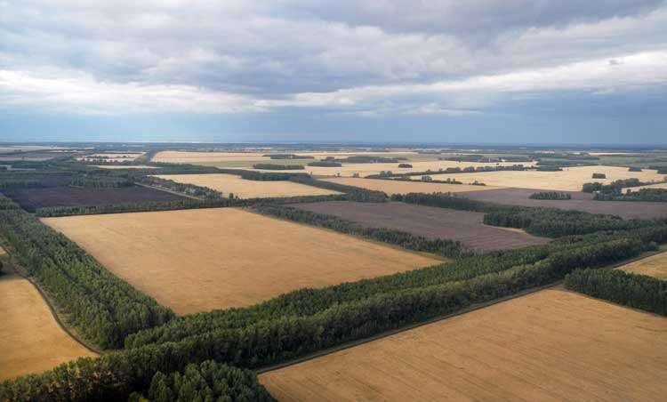 На оккупированных территориях рашисты беспощадно вырубают лес: новые свидетельства