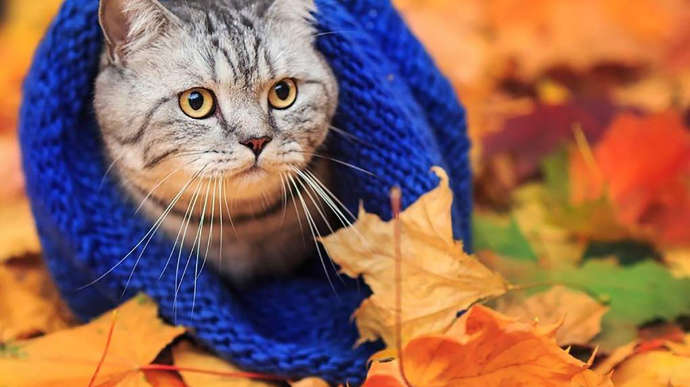 Готовим теплую одежду: синоптик предупредила о резком похолодании в Украине Готовим теплую одежду: синоптик предупредила о резком похолодании в Украине