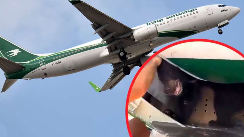 Ведмідь втік з клітки пасажирського літака в аеропорту Дубая Ведмідь втік з клітки пасажирського літака в аеропорту Дубая