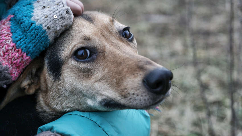 В Украине впервые сняли реалити-сериал о жизни животных