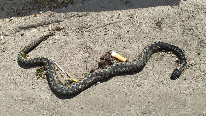 Ловили вчителі та рятувальники: на Прикарпатті у школу заповзли отруйні гадюки
