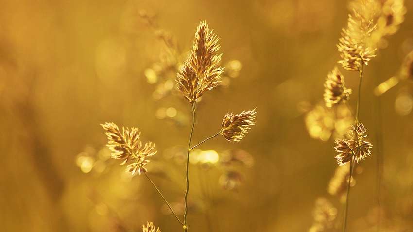 Надзвичайний рівень пожежної небезпеки: Україну накриє спека до 36 - подробиці