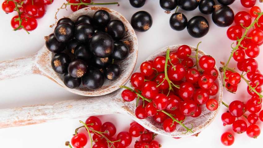 Врачи рассказали, кому полезно есть смородину