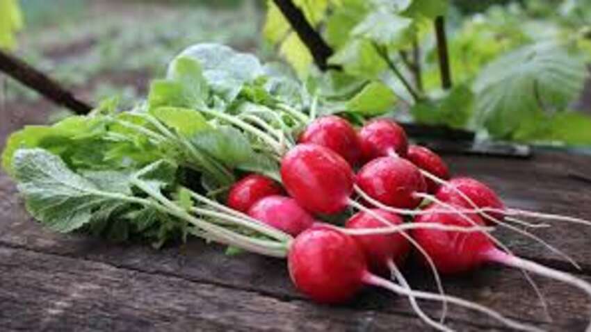 Редиска тріскається і стає “дерев’яною”: 5 помилок, які знищують урожай Редиска тріскається і стає “дерев’яною”: 5 помилок, які знищують урожай