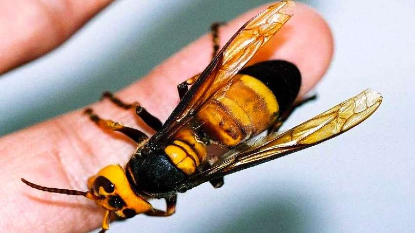 Смертельно небезпечні комахи активізувалися в Україні: як обробити місце після укусу