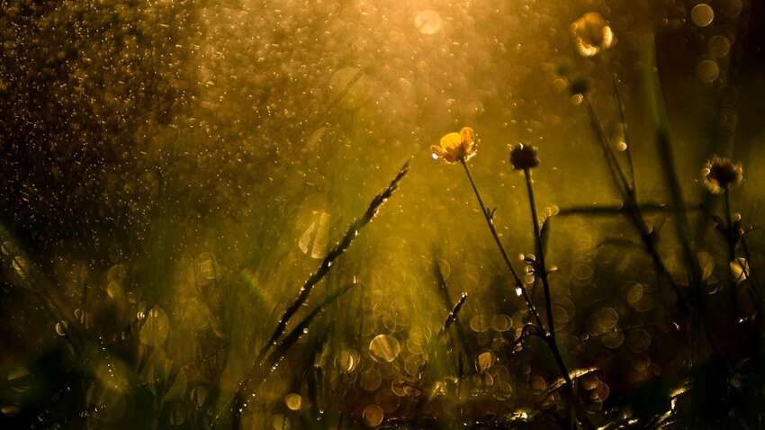 Церковне свято 15 липня: що важливо знати про день Володимира