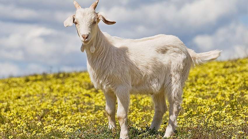 В Великобритании девушка разбогатела необычным способом