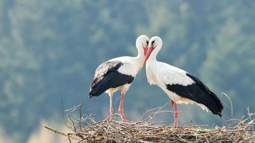 Кто настоящий отец: птенцам аистов Одарки и Грицика будут делать тест ДНК
