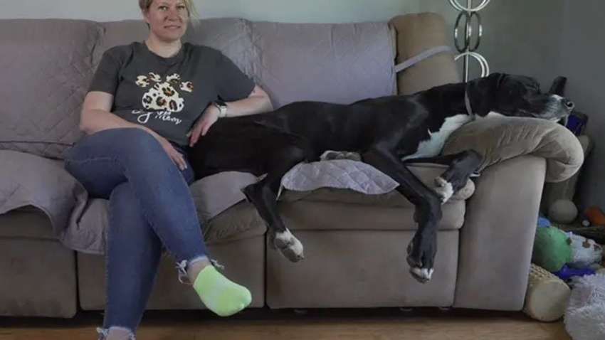 Найвищий пес у світі помер через кілька днів після встановлення рекорду