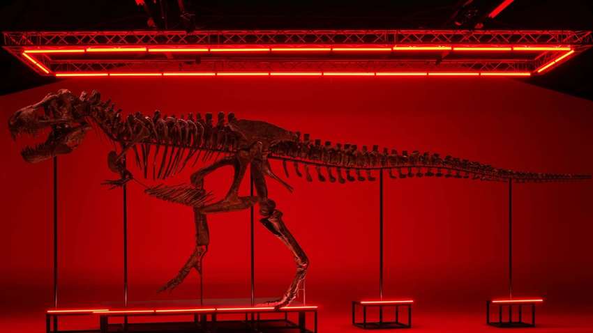 В Швейцарії на аукціоні продали скелет тиранозавра