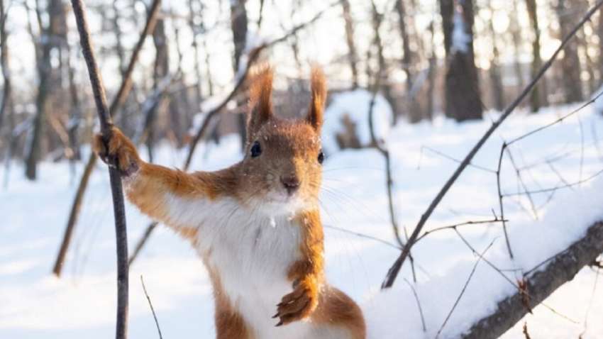Зима здивує температурами: кліматологиня розповіла, що очікує українців