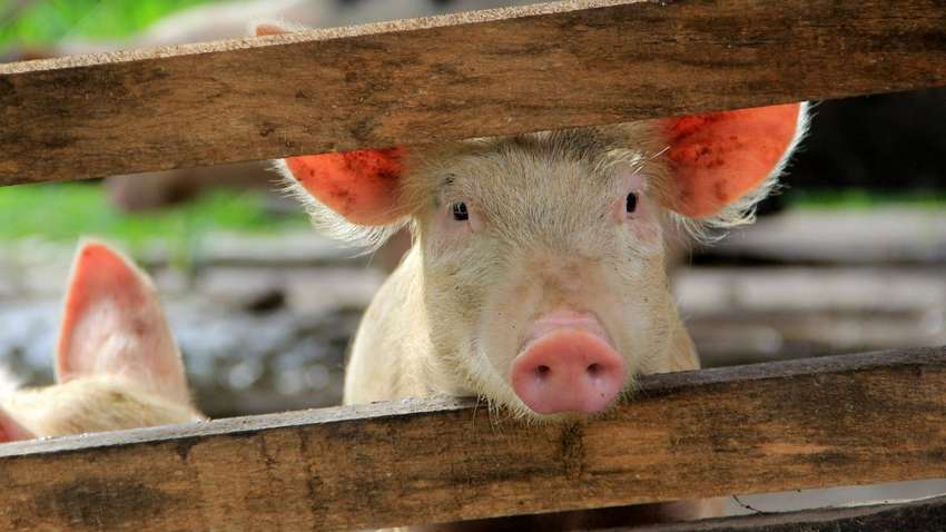 Торгова війна набирає обертів: Китай підклав ЄС справжню "свиню"