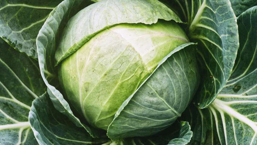 Названо найкорисніший овоч осені Названо найкорисніший овоч осені