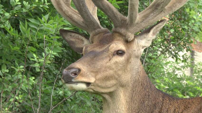 Олень Борис поправится, все будет хорошо: экипаж с лесным великаном несется в лучшие столичные ветклиники