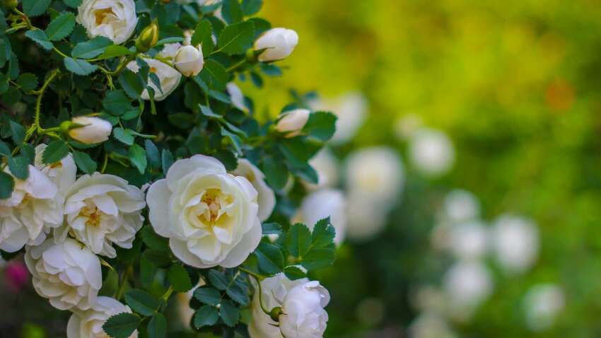 Яке церковне свято 24 травня: що у цей день принесе удачу та гроші