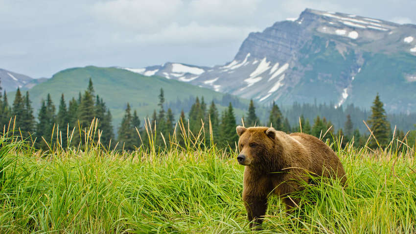 На Аляске человек оказался в плену у огромного гризли (ФОТО) На Аляске человек оказался в плену у огромного гризли (ФОТО)
