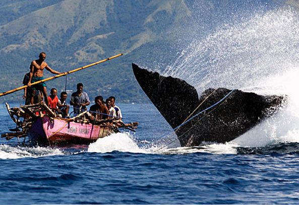 Япония заявила о своем намерении возобновить ловлю китов