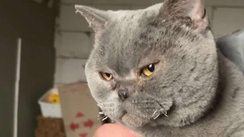 Безумное количество суток: сколько дней кошка ждала хозяев под завалами Безумное количество суток: сколько дней кошка ждала хозяев под завалами